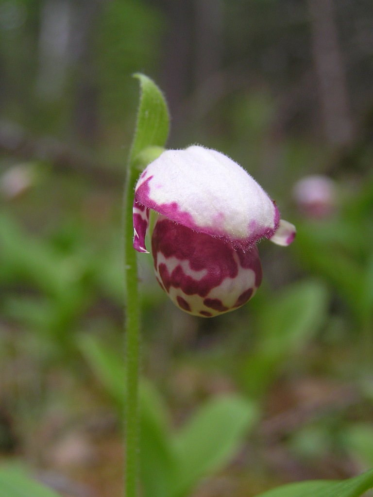 Image of Cypripedium guttatum specimen.