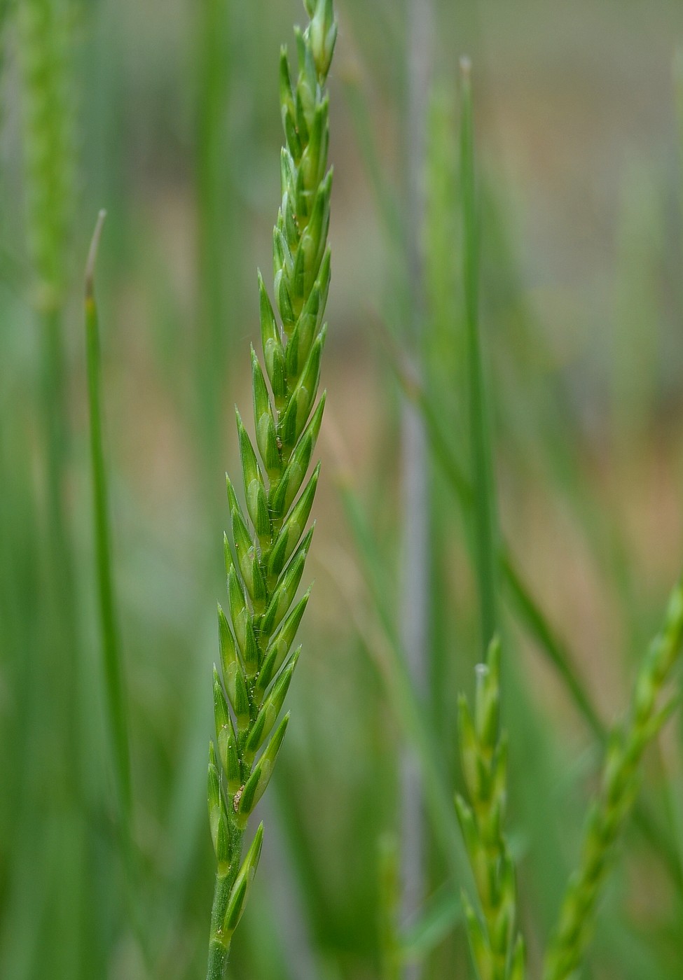 Изображение особи Psathyrostachys juncea.