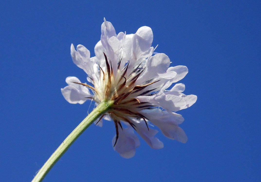 Image of Cephalaria transsylvanica specimen.