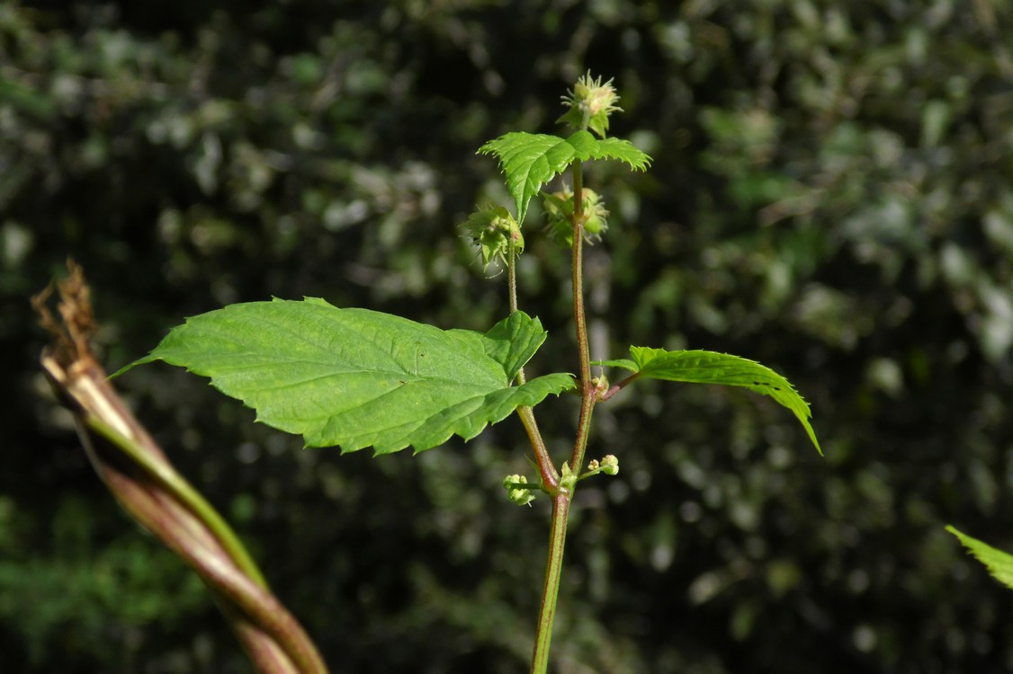 Image of Humulus lupulus specimen.