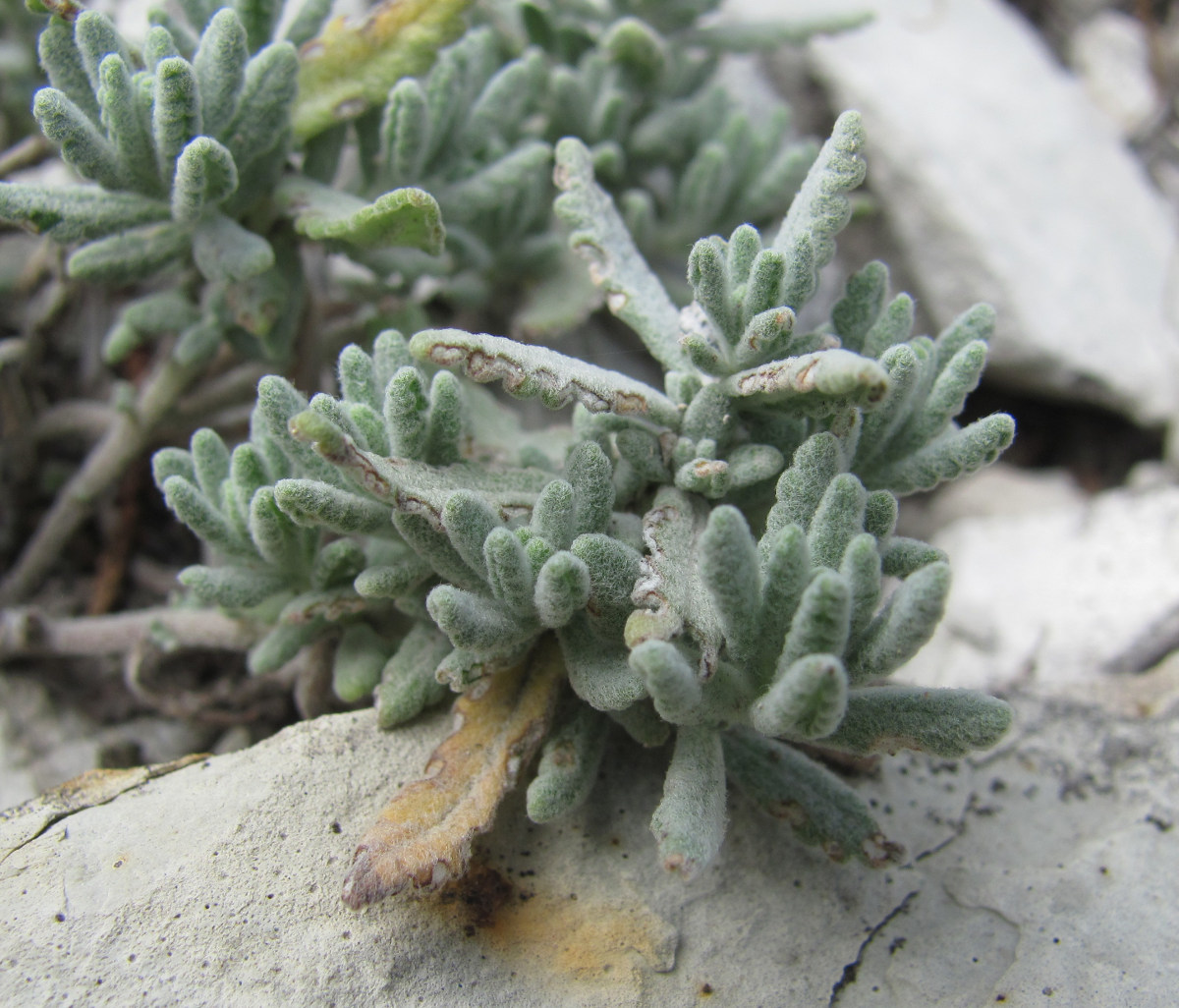 Изображение особи Teucrium capitatum.