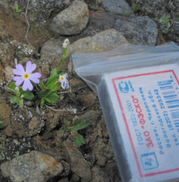 Image of Primula bukukunica specimen.