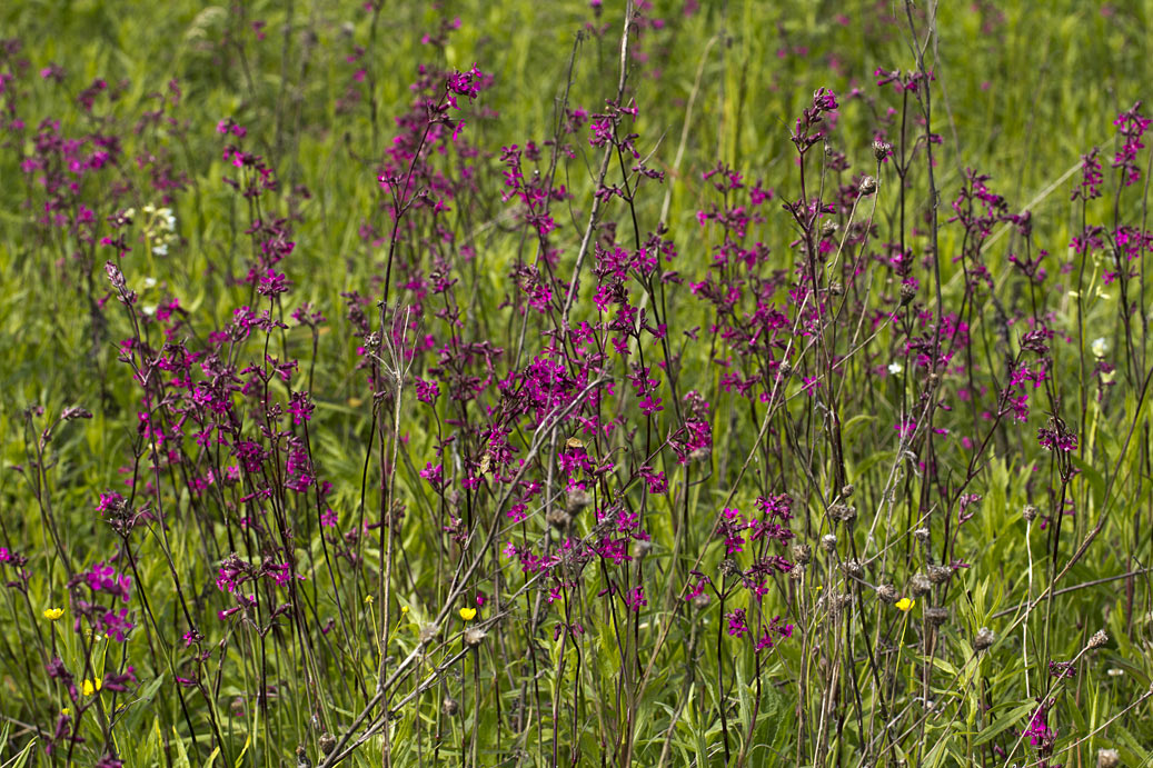 Изображение особи Viscaria vulgaris.