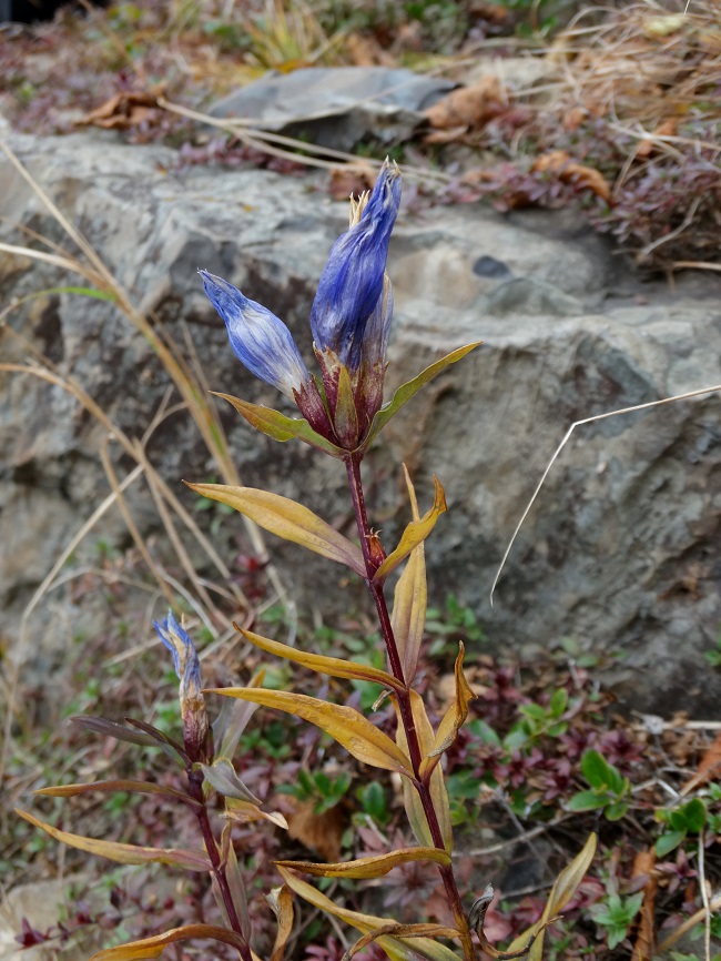 Image of Gentiana triflora specimen.