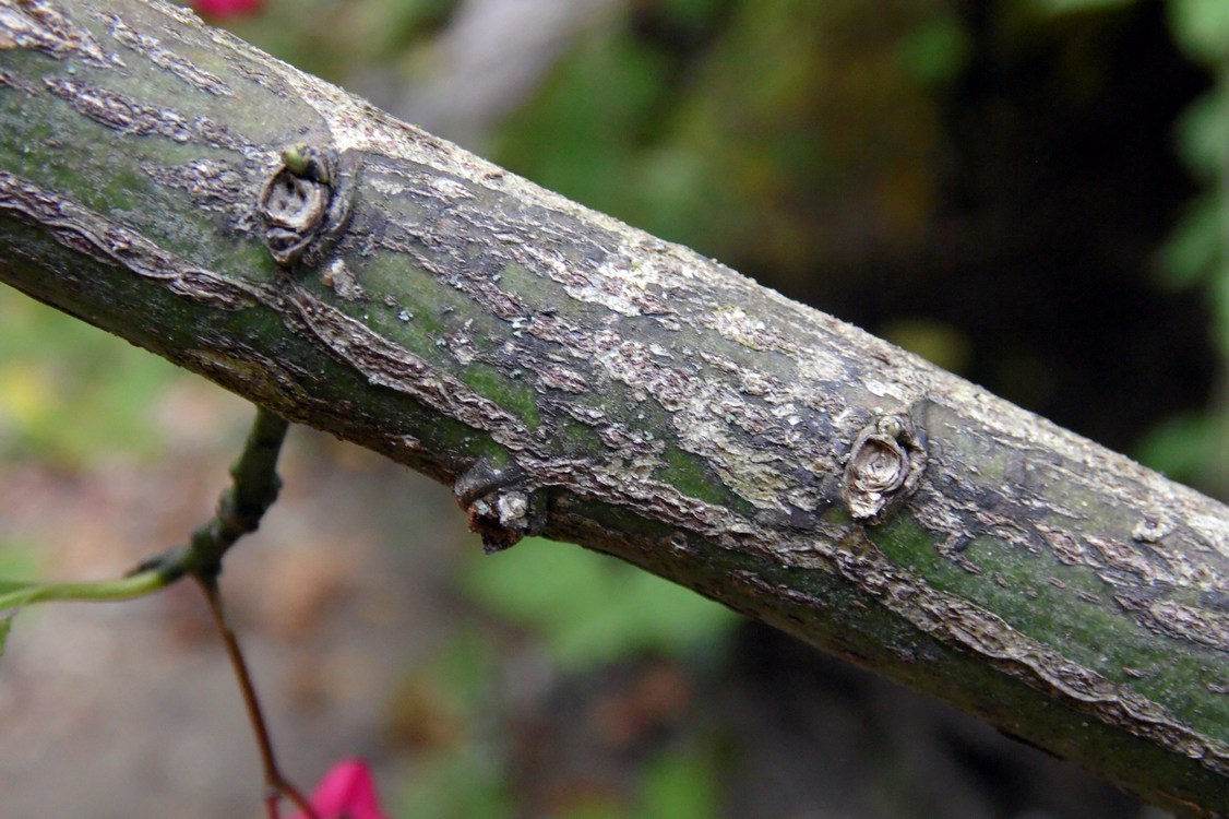 Image of Euonymus europaeus specimen.