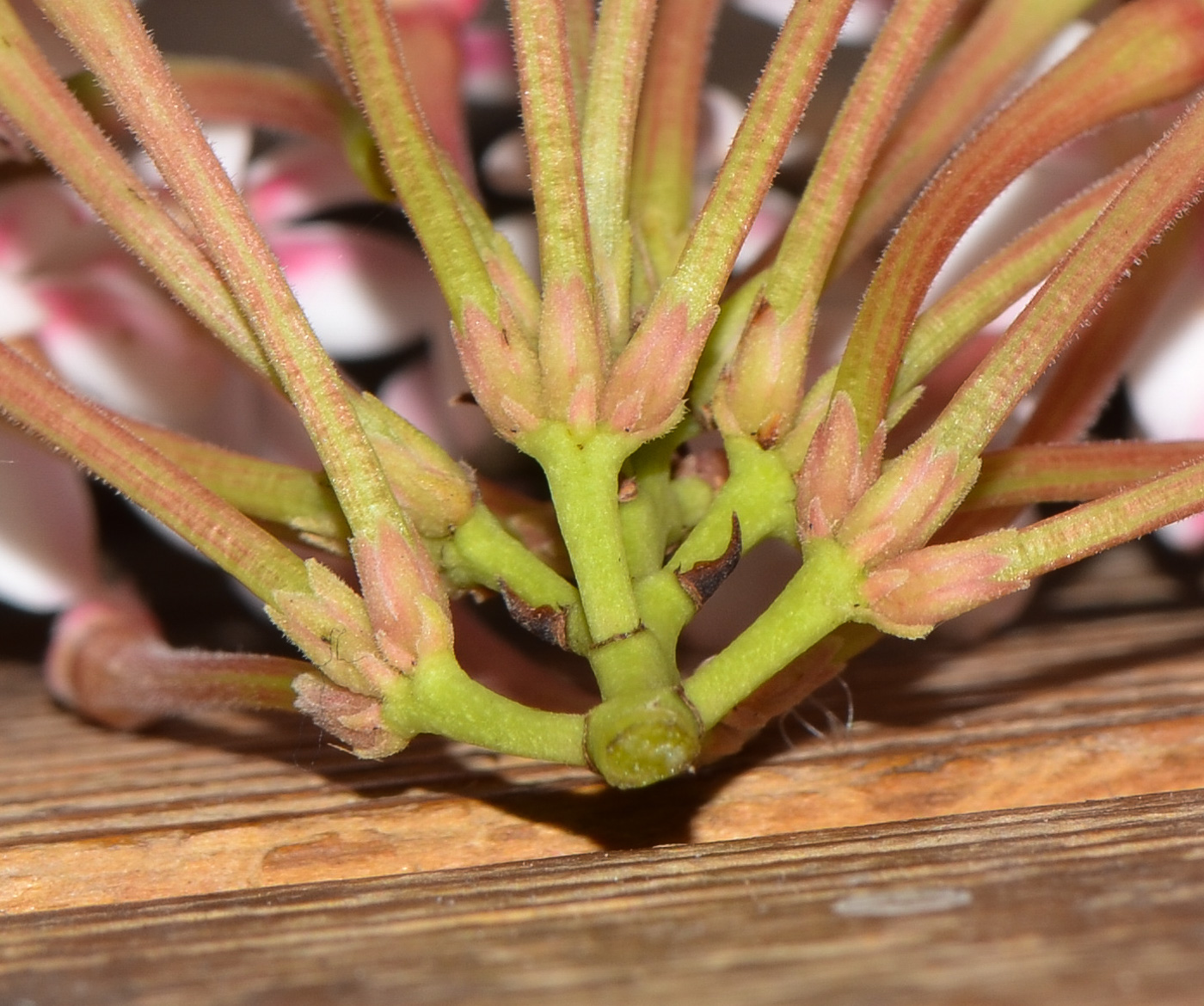 Image of Acokanthera oblongifolia specimen.