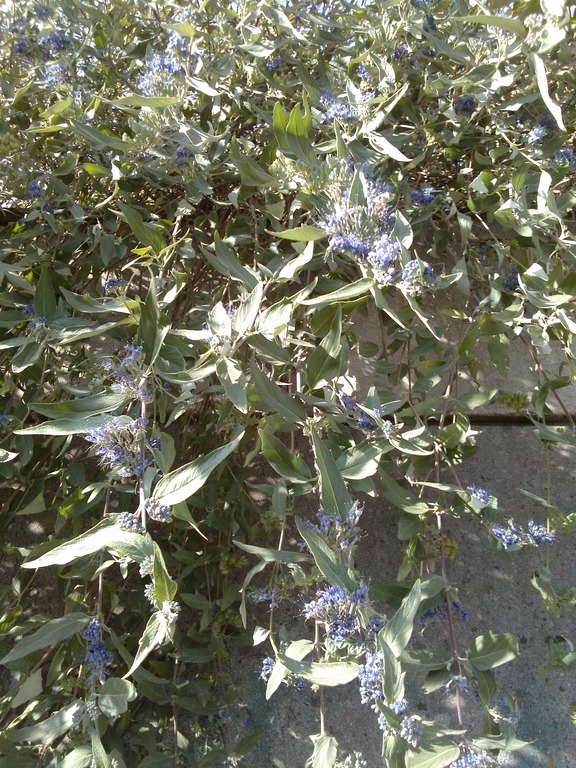 Image of Caryopteris &times; clandonensis specimen.