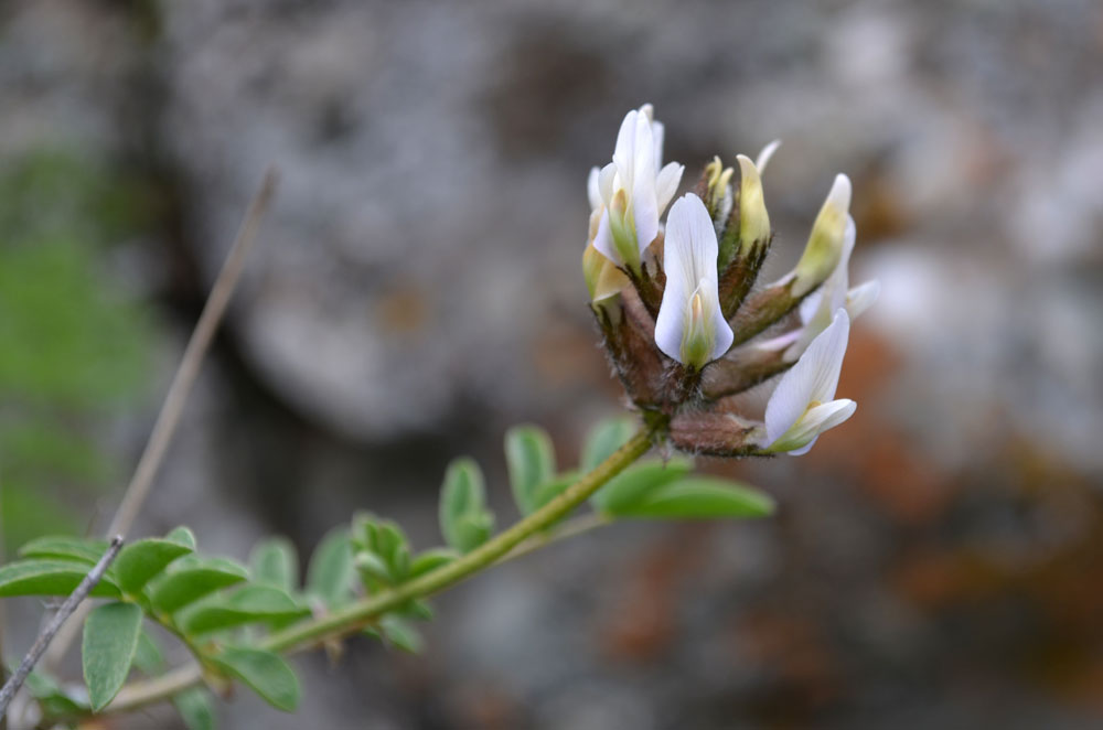 Image of genus Astragalus specimen.