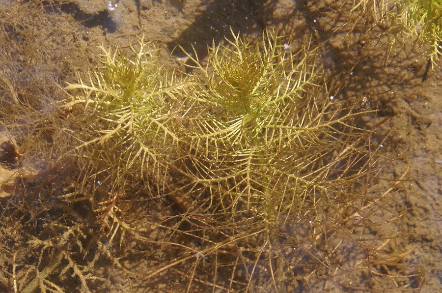 Image of Myriophyllum verticillatum specimen.