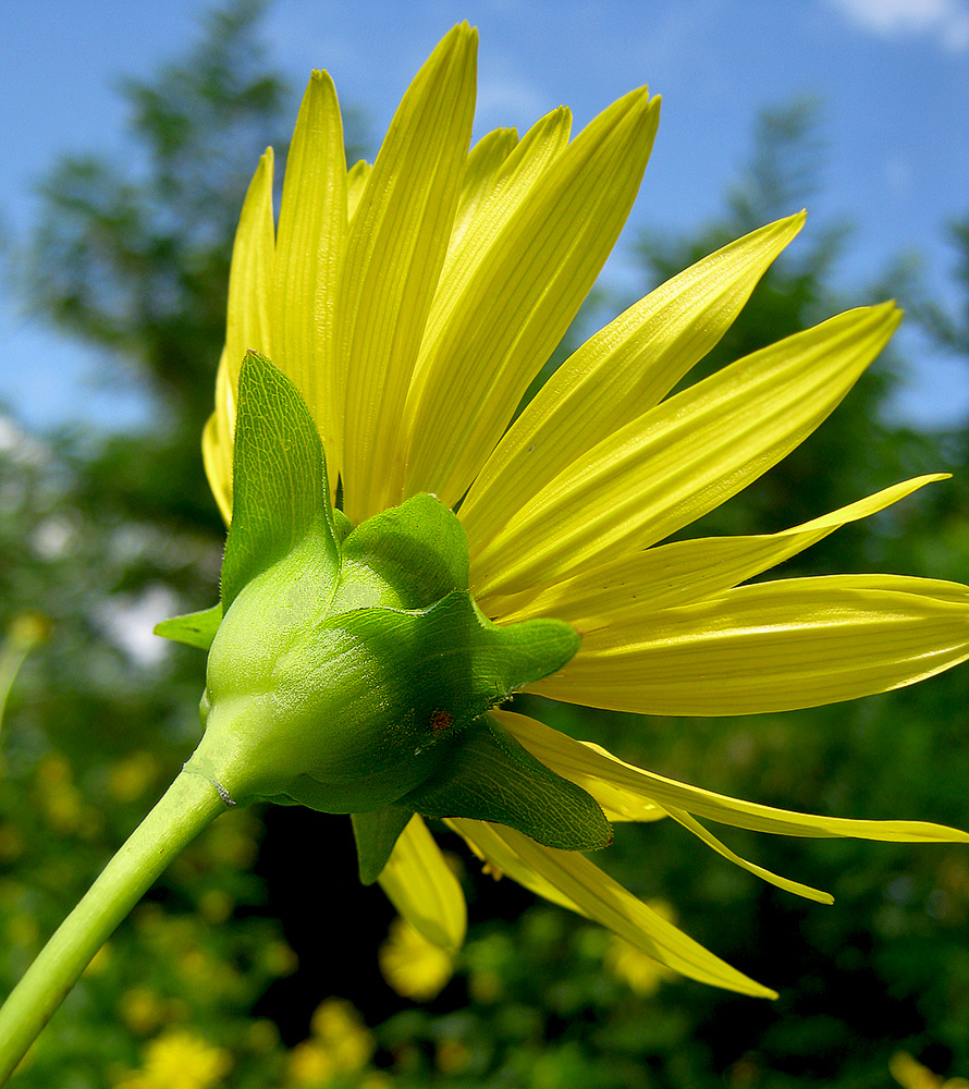 Image of Silphium perfoliatum specimen.