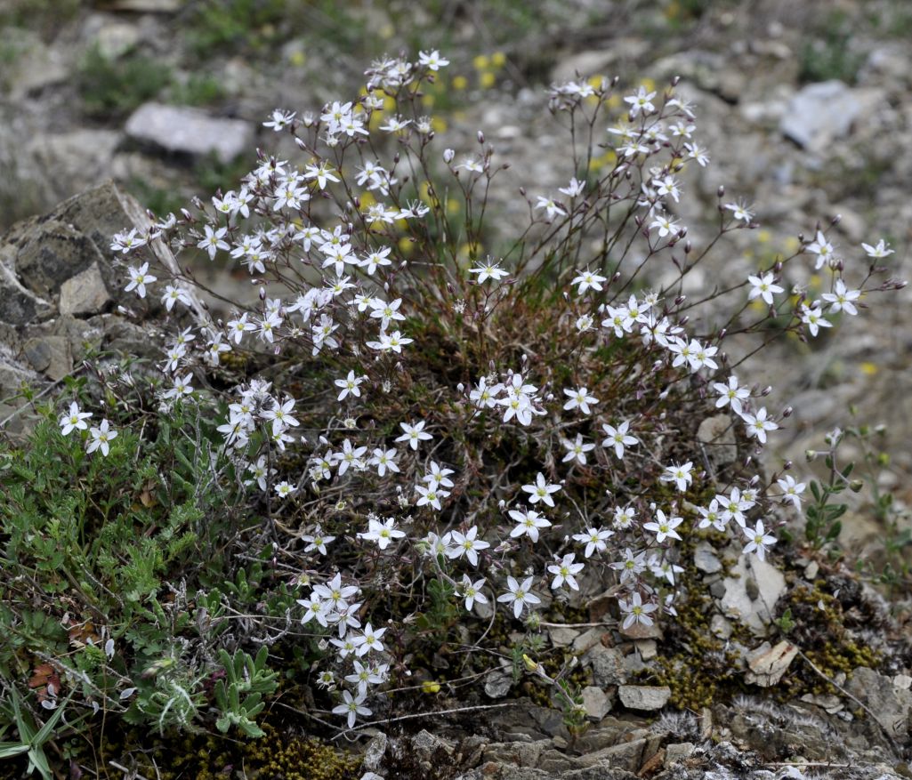 Image of Minuartia recurva specimen.