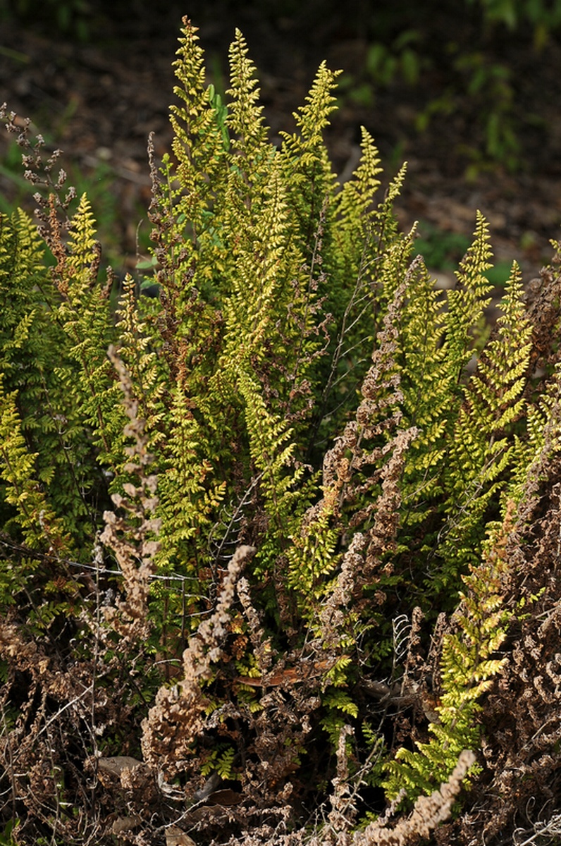 Image of Cheilanthes hirta specimen.