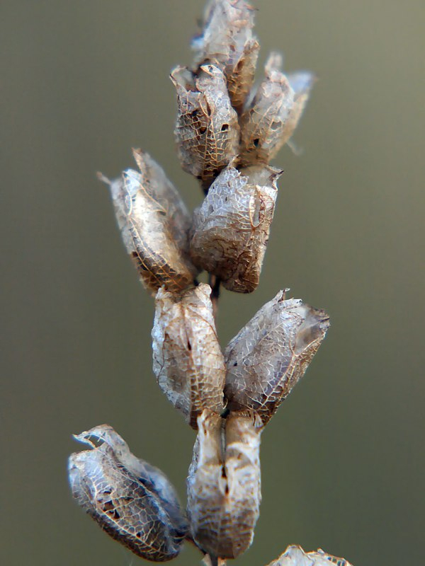 Image of genus Rhinanthus specimen.