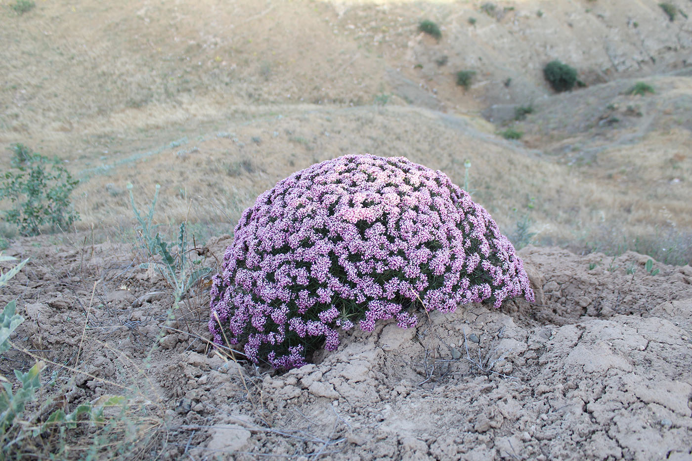 Image of genus Acanthophyllum specimen.