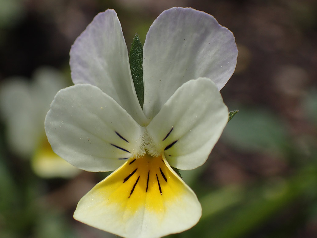 Image of Viola &times; contempta specimen.