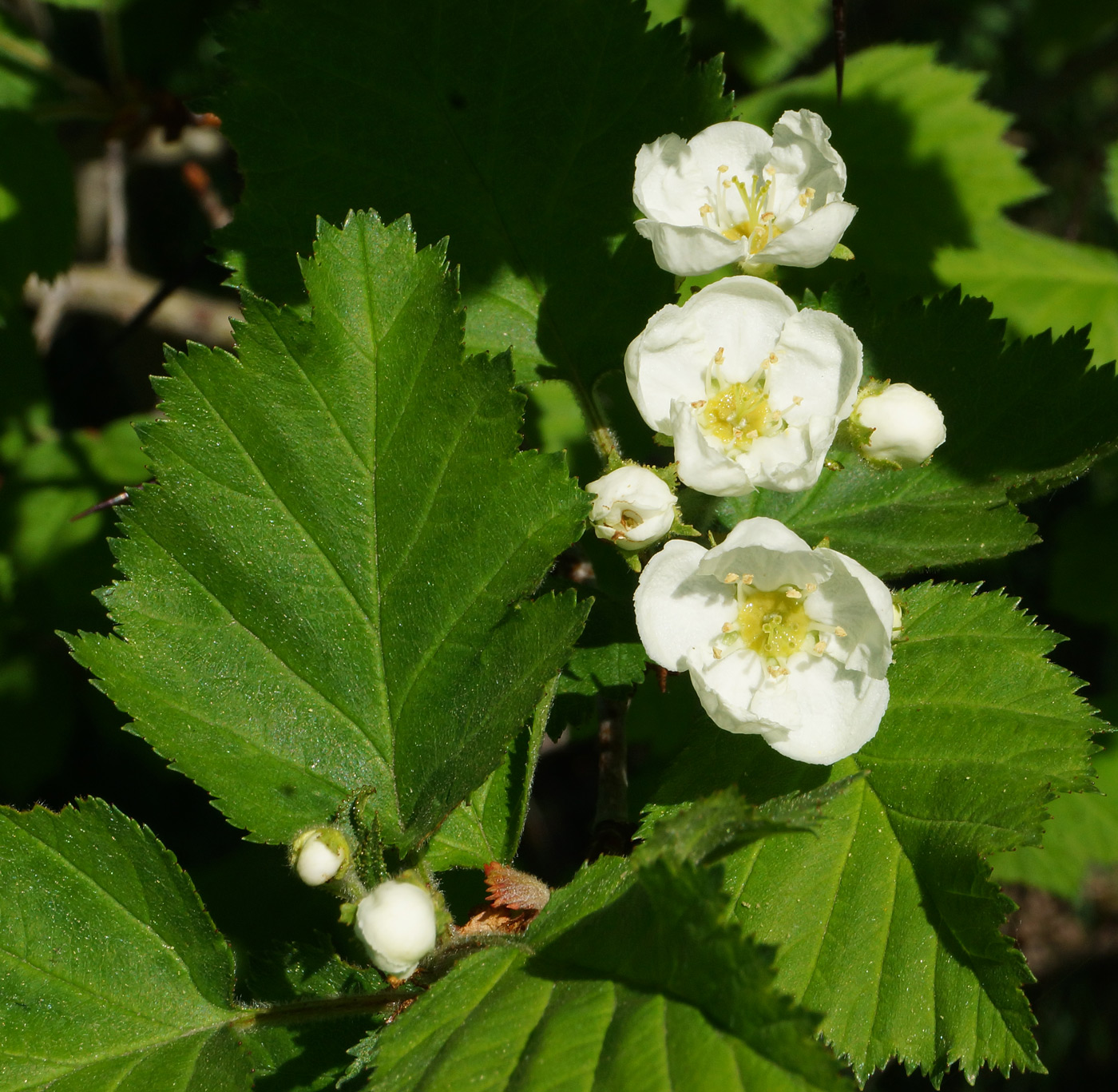 Image of Crataegus submollis specimen.