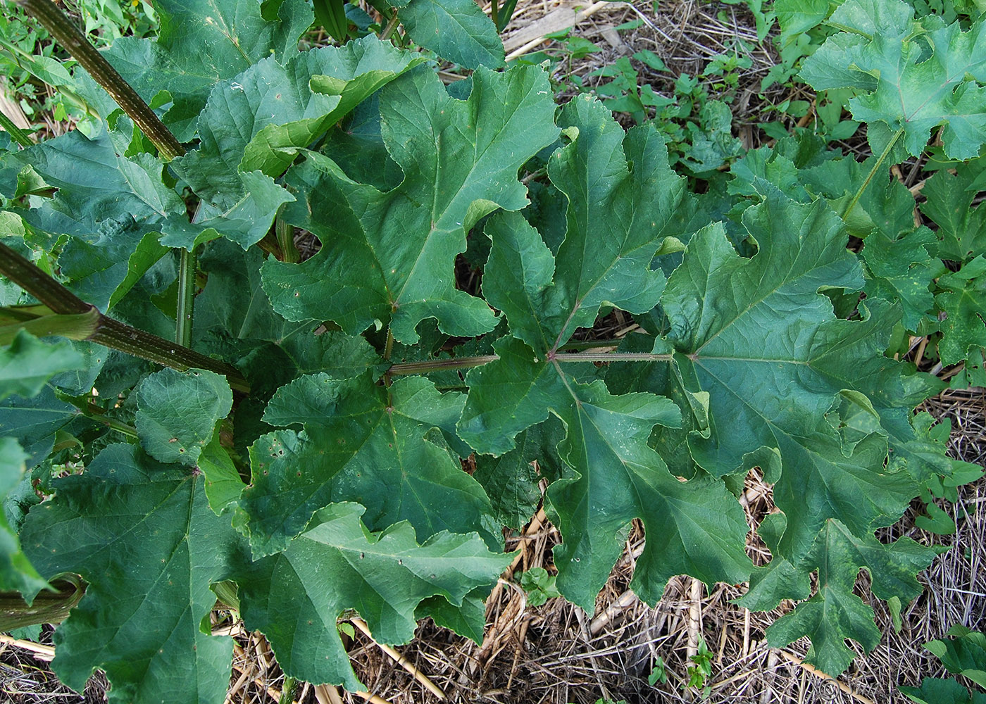 Изображение особи Heracleum sibiricum.