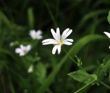 Image of taxon representative. Author is Дмитрий Бочков