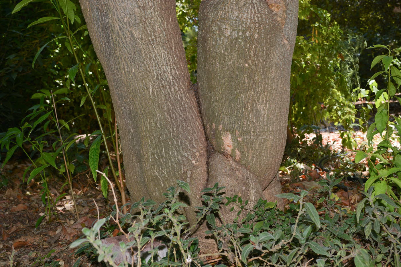 Image of Tabernaemontana hystrix specimen.