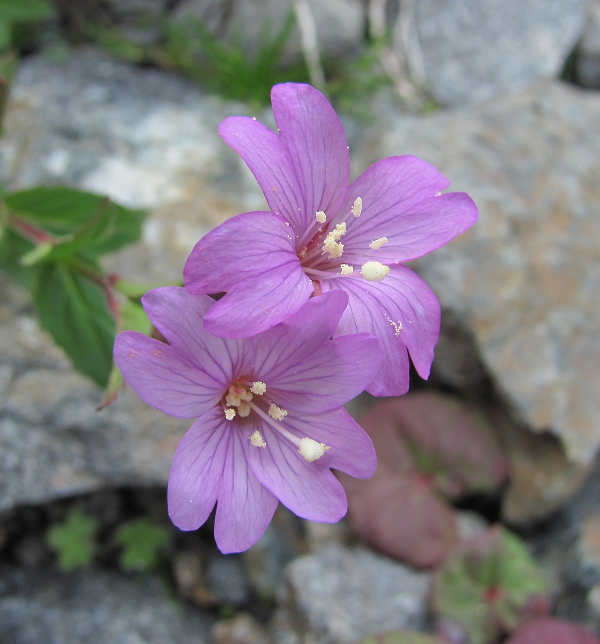 Image of Epilobium algidum specimen.