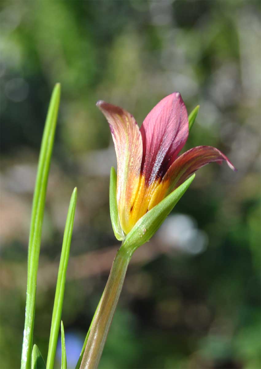 Image of Romulea subfistulosa specimen.