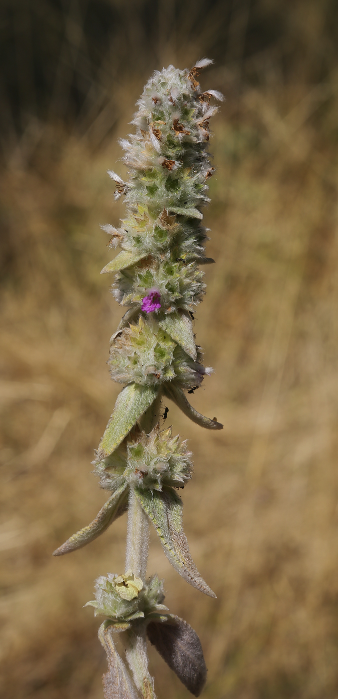 Image of Stachys velata specimen.