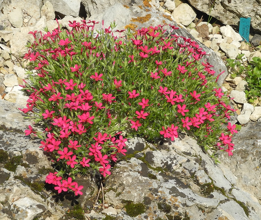 Image of Phlox douglasii specimen.