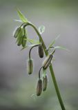 Lilium pilosiusculum. Верхушка генеративного побега с бутонами. Мурманск, МАГУ, в культуре на клумбе. 15.07.2017.