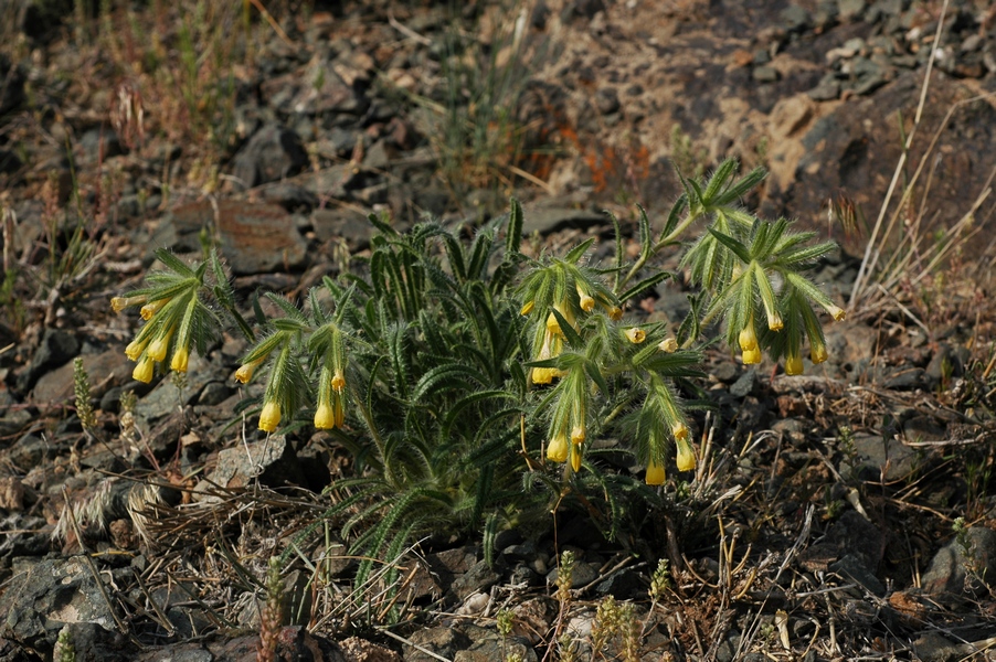 Изображение особи Onosma irritans.