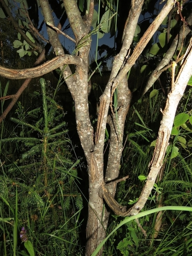 Image of Salix caprea specimen.