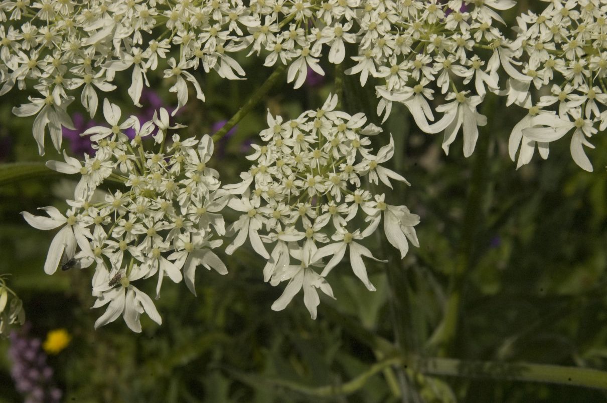 Изображение особи род Heracleum.