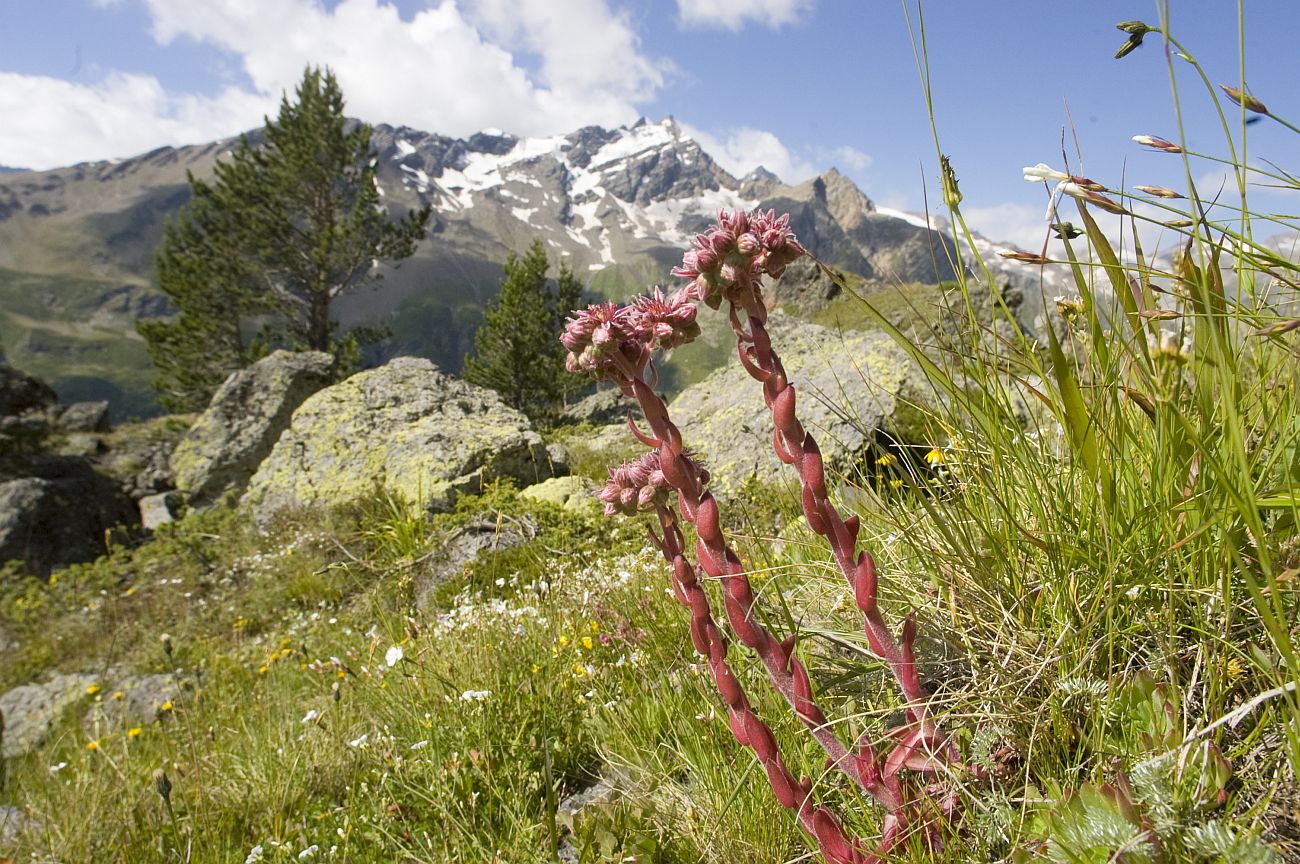 Image of Sempervivum caucasicum specimen.