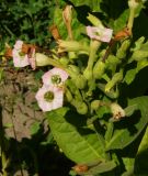 Nicotiana tabacum