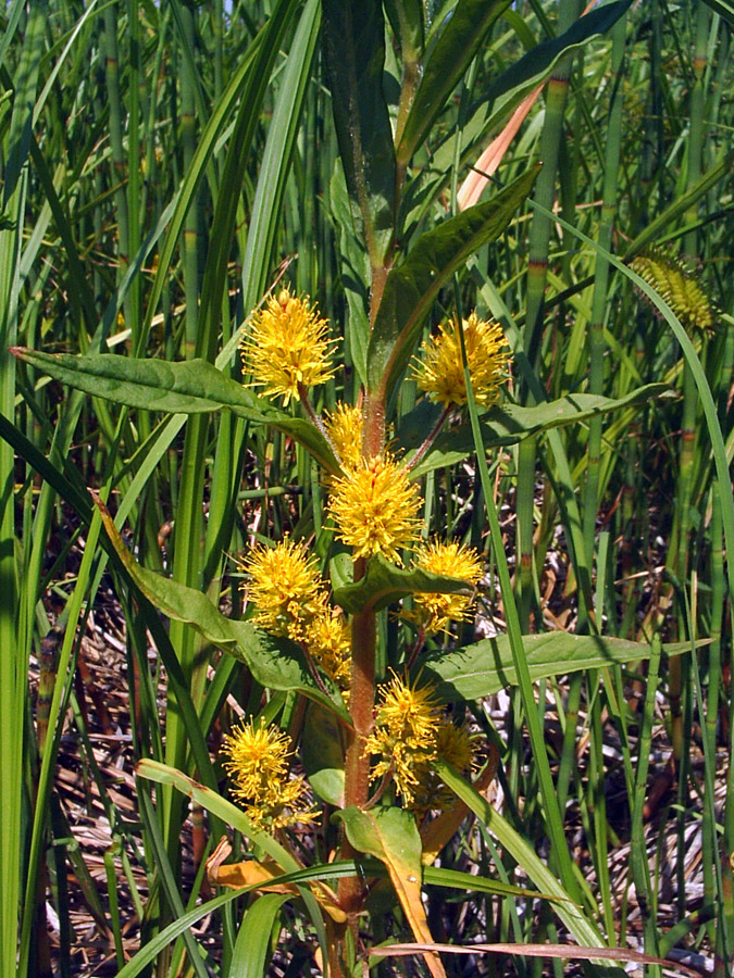 Изображение особи Naumburgia thyrsiflora.