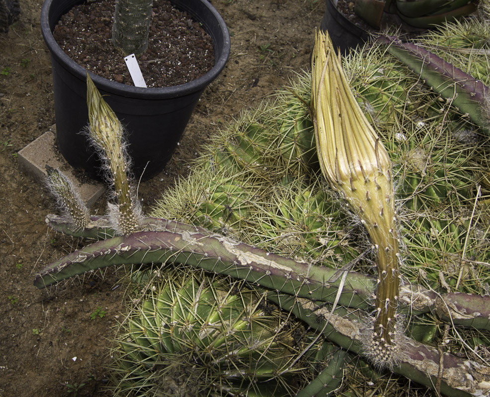 Image of Selenicereus grandiflorus specimen.