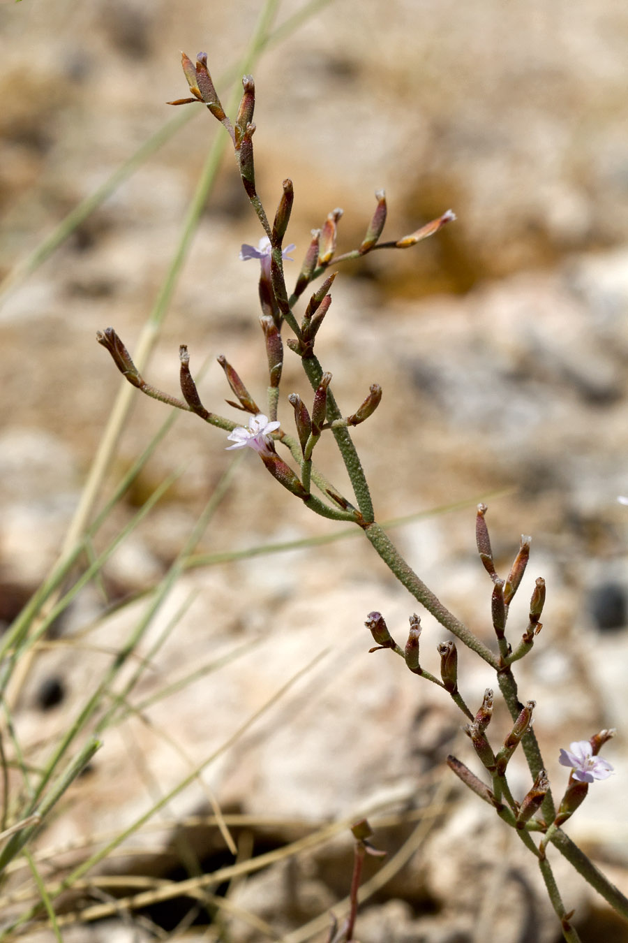 Image of Limonium roridum specimen.