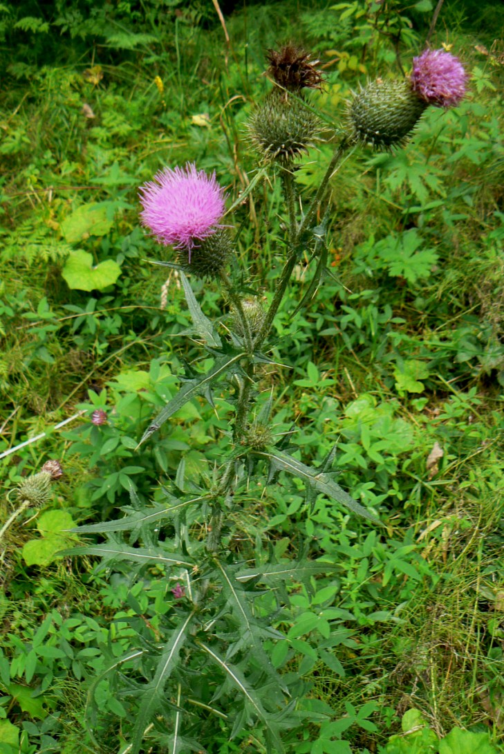 Image of Cirsium vulgare specimen.