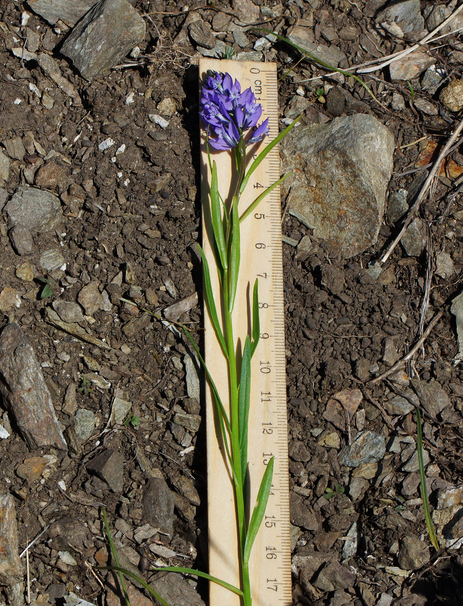 Image of Polygala comosa specimen.