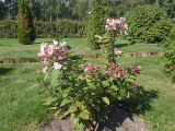 Hydrangea paniculata. Цветущее растение с созревающим соплодием. Марий Эл, г. Йошкар-Ола, Ботанический сад-институт. 29.08.2018.