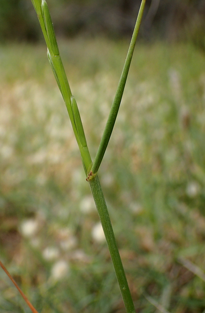 Image of Lolium rigidum specimen.