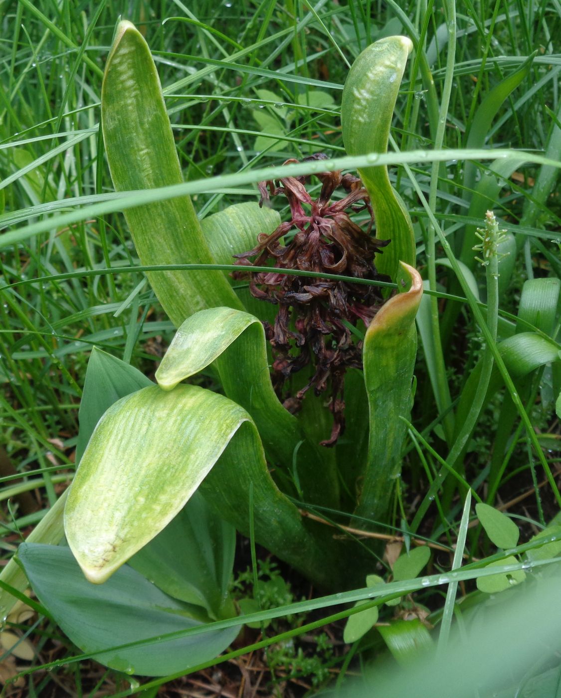 Изображение особи Hyacinthus orientalis.