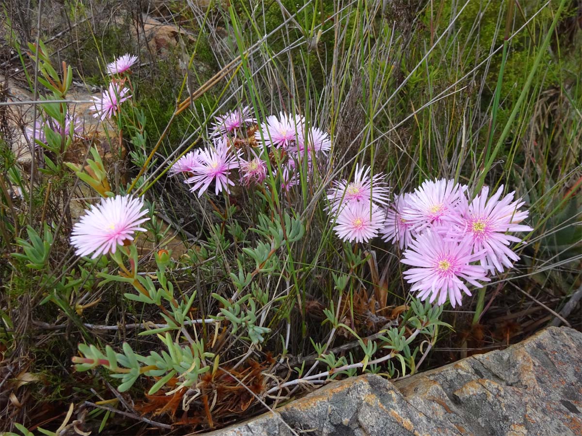 Изображение особи Lampranthus falcatus.