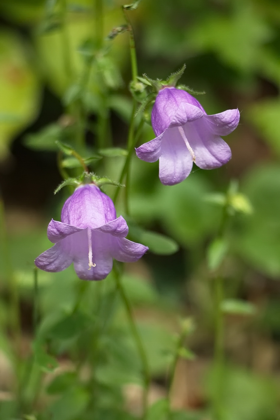 Image of Campanula longistyla specimen.