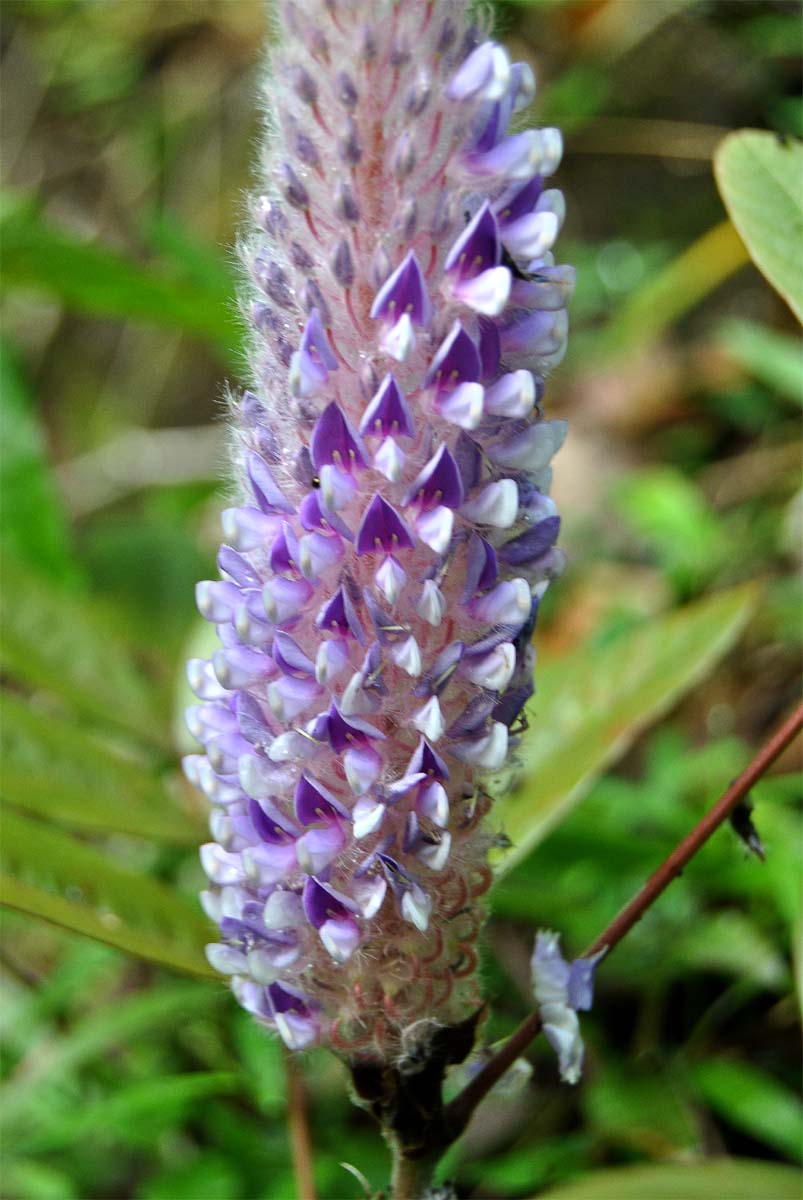 Image of Uraria crinita specimen.