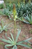 View full-size image Eremurus lactiflorus