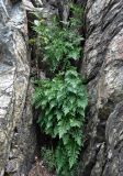 genus Asplenium. Взрослые растения. Сербия, горный массив Златибор, гора Шарган, железная дорога Шарганская восьмёрка, на скале. 12.07.2019.