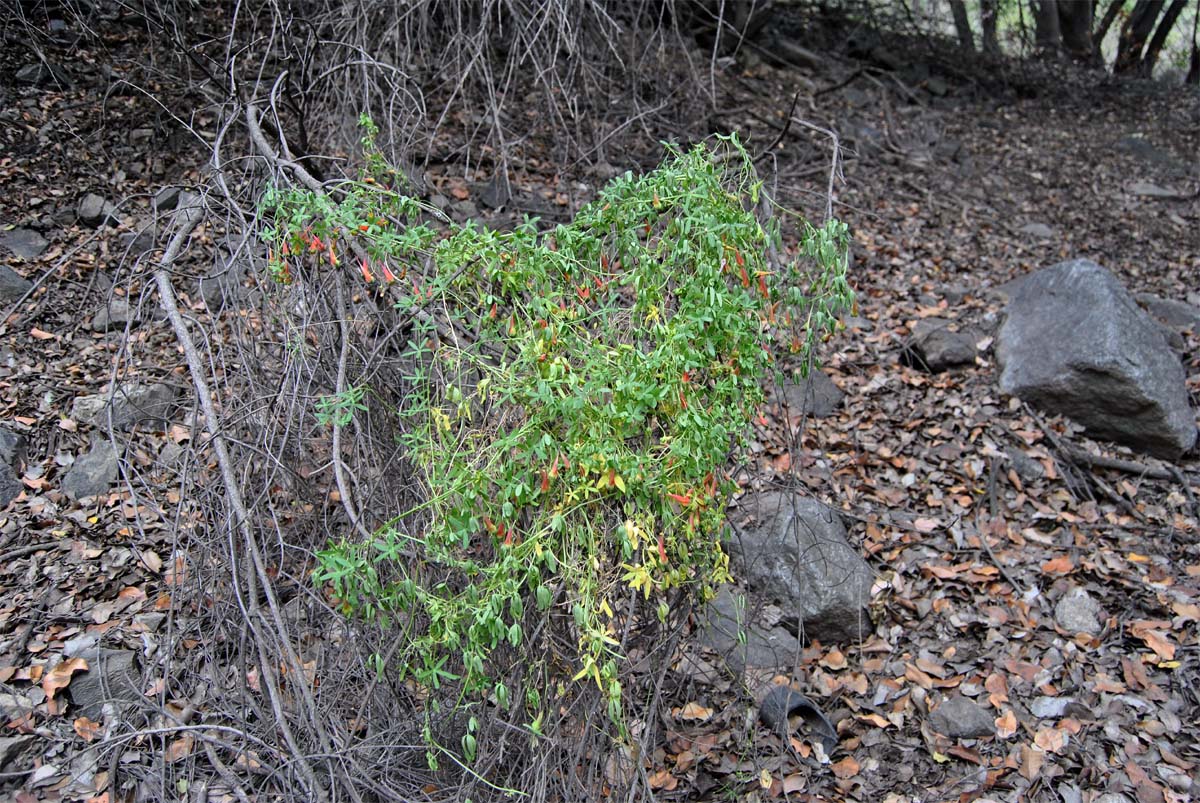 Изображение особи Tropaeolum tricolor.