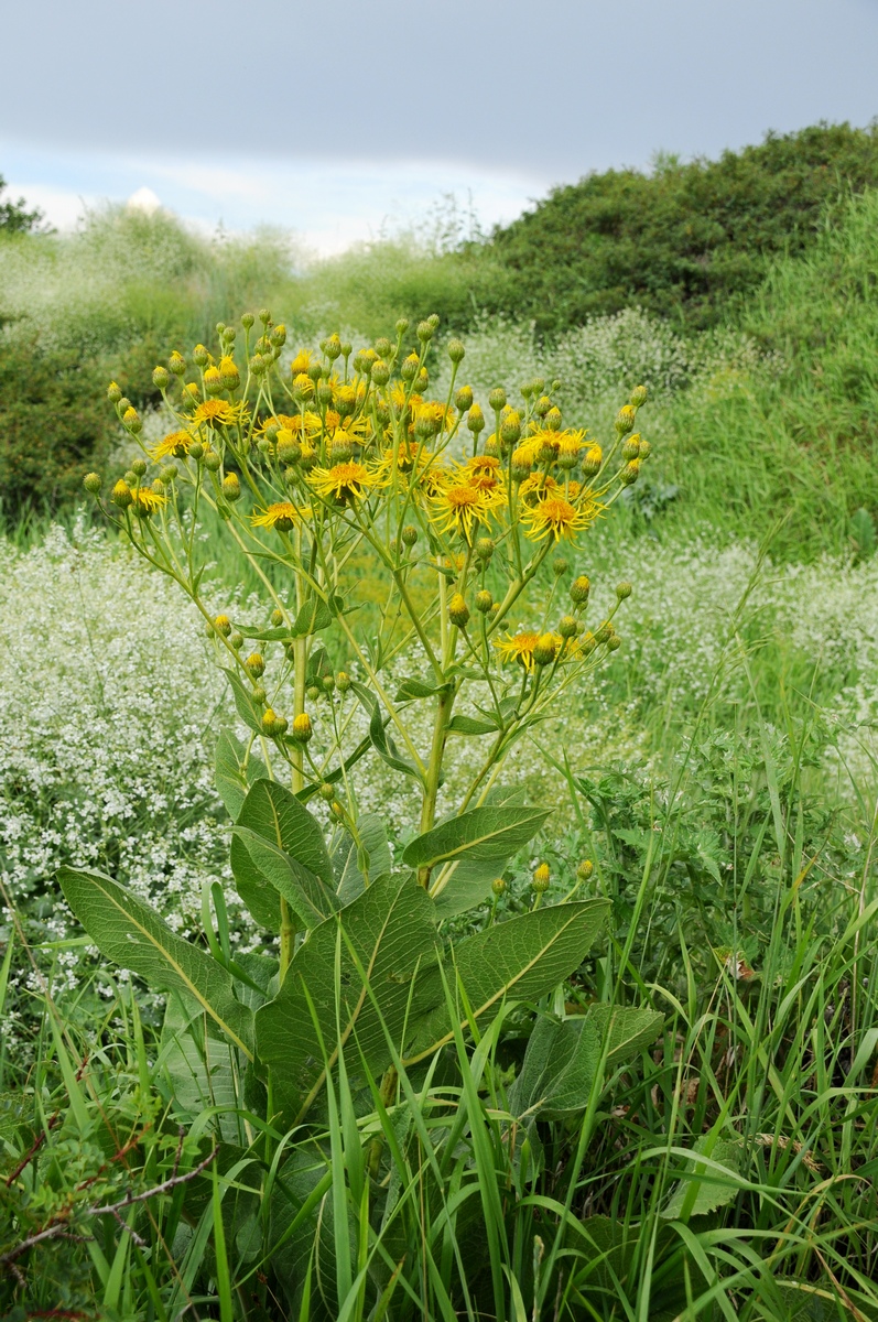 Image of Inula macrophylla specimen.