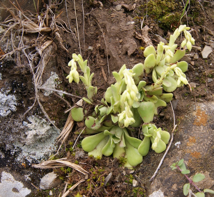 Image of Rosularia sempervivum specimen.