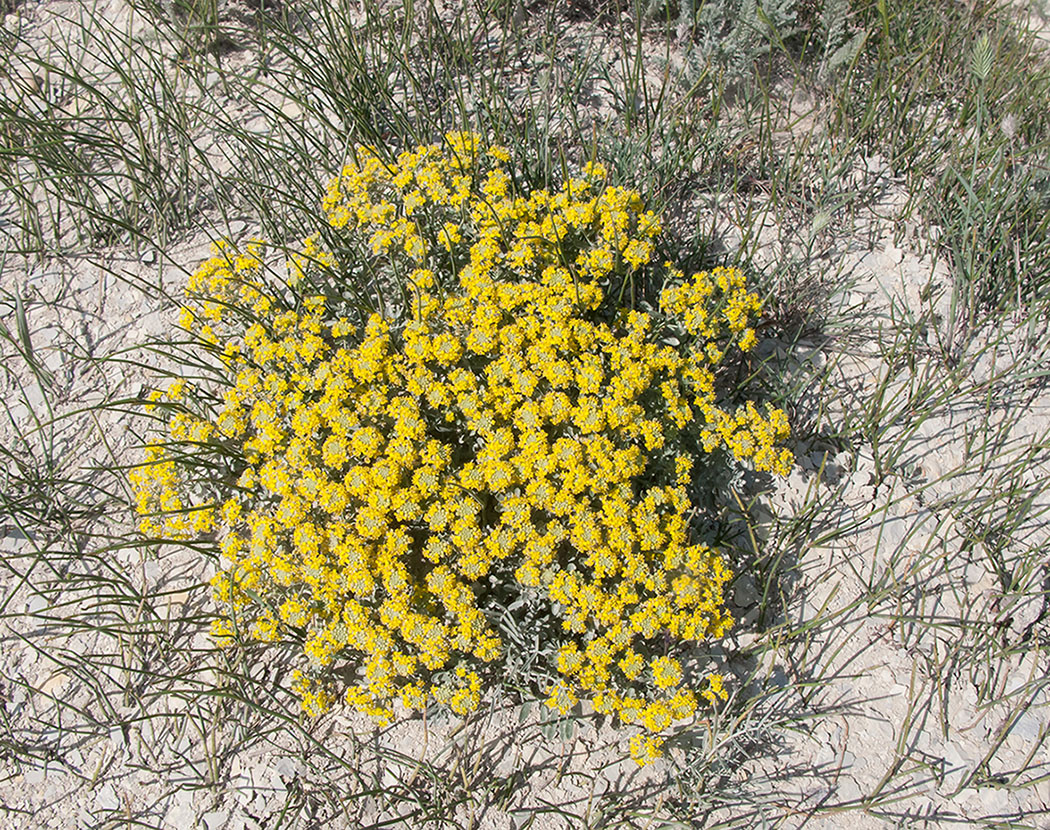 Image of genus Odontarrhena specimen.